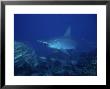 Scalloped Hammerhead Shark, Cocos Island, Costa Rica by Gerard Soury Limited Edition Print