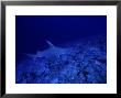 Great Hammerhead Shark, Rangiroa, Polynesia by Gerard Soury Limited Edition Pricing Art Print