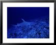 Great Hammerhead Shark, Rangiroa, Polynesia by Gerard Soury Limited Edition Print