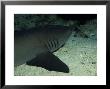 Whitetip Reef Sharks, Resting, Costa Rica by Gerard Soury Limited Edition Print
