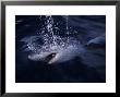 Great White Shark, Surfacing, South Australia by Gerard Soury Limited Edition Print