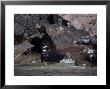 Californian Sea Lion, Group On Shore, Baja California by Gerard Soury Limited Edition Print
