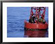 Steller Sea Lion, Two On Light Buoy, Usa by Gerard Soury Limited Edition Print