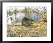 Coypu Or Nutria, Lisle Adam, France by Gerard Soury Limited Edition Print