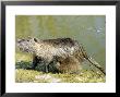 Coypu Or Nutria, Female With Young Suckling, France by Gerard Soury Limited Edition Print