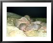 Common Shrew, Group Of Young, Uk by Les Stocker Limited Edition Print