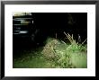 Hedgehog At Night, England, Uk by Les Stocker Limited Edition Print