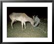 Fallow Deer, Buck Caught In Fence by Les Stocker Limited Edition Print