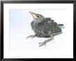 Starling, Juvenile by Les Stocker Limited Edition Pricing Art Print