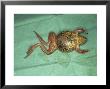 Frog, With Red Legs From Skin Haemorrhage, Uk by Les Stocker Limited Edition Print