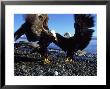 Bald Eagle, February, Usa by David Tipling Limited Edition Pricing Art Print