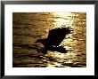 Bald Eagle, Fishing, Usa by David Tipling Limited Edition Pricing Art Print