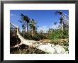 Hurricane Damage To Dry Woodland Near Bermejas, Cuba by David Tipling Limited Edition Print