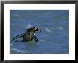 King Penguin, Coming Ashore, South Georgia by David Tipling Limited Edition Print