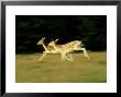 Fallow Deer, Running, Uk by David Tipling Limited Edition Print