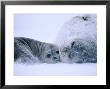 Weddell Seal, Mother & Young Pup, Antarctica by David Tipling Limited Edition Print