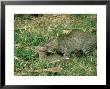 Feral Cats, Pair Mating, India by Satyendra K. Tiwari Limited Edition Print