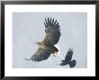 White-Tailed Sea Eagle, Corvus Macrorhynchos, Hokkaido, Japan by Roy Toft Limited Edition Print