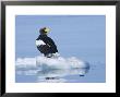 Stellars Sea Eagle, Floating On Piece Of Ice, Japan by Roy Toft Limited Edition Print