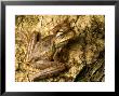 Gladiator Tree Frog On Trunk Of Tree, Costa Rica by Roy Toft Limited Edition Print