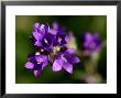 Clustered Bellflower, Summer, Uk by Philip Tull Limited Edition Print