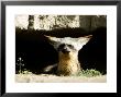 Bat-Eared Fox, Portrait At Den, Tanzania by Ariadne Van Zandbergen Limited Edition Pricing Art Print