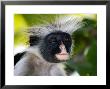 Kirks Red Colobus Monkey, Portrait, Zanzibar by Ariadne Van Zandbergen Limited Edition Print