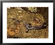 Brown House Snake, Zanzibar by Ariadne Van Zandbergen Limited Edition Pricing Art Print