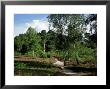 Path Leading Through Ling And Bell Heather, Surrey, Uk by Ian West Limited Edition Print