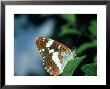 White Admiral, Waterperry, Uk by John Woolmer Limited Edition Print