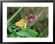Chequered Skipper, Pyrenees, S. Of France by John Woolmer Limited Edition Print