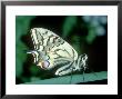 Swallowtail, Uk by Barrie Watts Limited Edition Print