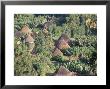 Village In The Land Of The Gourague, Hosana Region, Shoa Province, Ethiopia, Africa by Bruno Barbier Limited Edition Print