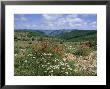 Causse Mejean, Gorges Du Tarn Behind, Lozere, Languedoc-Roussillon, France by David Hughes Limited Edition Print