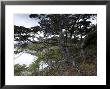 Coastline, Ushuaia, Tierra Del Fuego National Park, Argentina, South America by Thorsten Milse Limited Edition Print