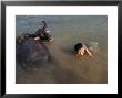 A Boy Bathes With His Water Buffalo In The Mekong River, Near Kratie, Eastern Cambodia, Indochina by Andrew Mcconnell Limited Edition Print