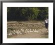 Duck Farmer Crossing Road With Ducks Near Wan Sai Village, Kengtung, Shan State by Jane Sweeney Limited Edition Print