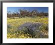 Carpet Of Spring Flowers, Mullewa, Western Australia, Australia by Steve & Ann Toon Limited Edition Pricing Art Print