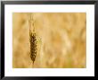 Closeup Of Barley, East Himalayas, Tibet, China by Keren Su Limited Edition Print