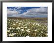 Mountain Daisies, Old Woman Conservation Area, Central Otago, South Island, New Zealand by David Wall Limited Edition Print