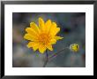 Desert Gold Wildflower, Spring, Death Valley National Park, California, Usa by Jamie & Judy Wild Limited Edition Pricing Art Print