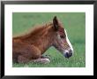 Wild Colt, Cumberland Island, Georgia, Usa by Gavriel Jecan Limited Edition Print