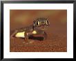 Web-Footed Gecko, Namib National Park, Namibia by Art Wolfe Limited Edition Print