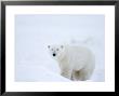 Polar Bear (Ursus Maritimus), Hudson Bay, Churchill, Manitoba, Canada, North America by Thorsten Milse Limited Edition Print