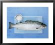 Salmon With A Dish Of Sea Salt by Jan-Peter Westermann Limited Edition Pricing Art Print