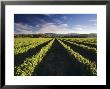 Wine Country, Brancott Estate, Marlborough, N. Zealand by Hendrik Holler Limited Edition Print