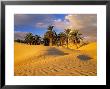 Sand Dunes And Oasis, Desert, Tunisia by Peter Adams Limited Edition Print