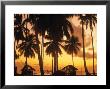 Palm Trees At Sunset, Zanzibar, Tanzania by Peter Adams Limited Edition Print