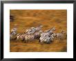 Zebras, Maasai Mara Game Reserve, Kenya by Paul Joynson-Hicks Limited Edition Print