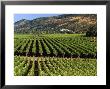 Wine Country, Napa Valley, California by John Alves Limited Edition Pricing Art Print